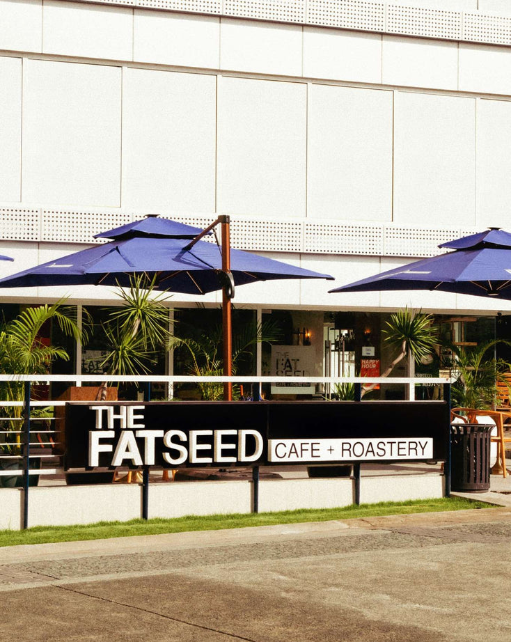 Molito The Fat Seed molito-the-fat-seed